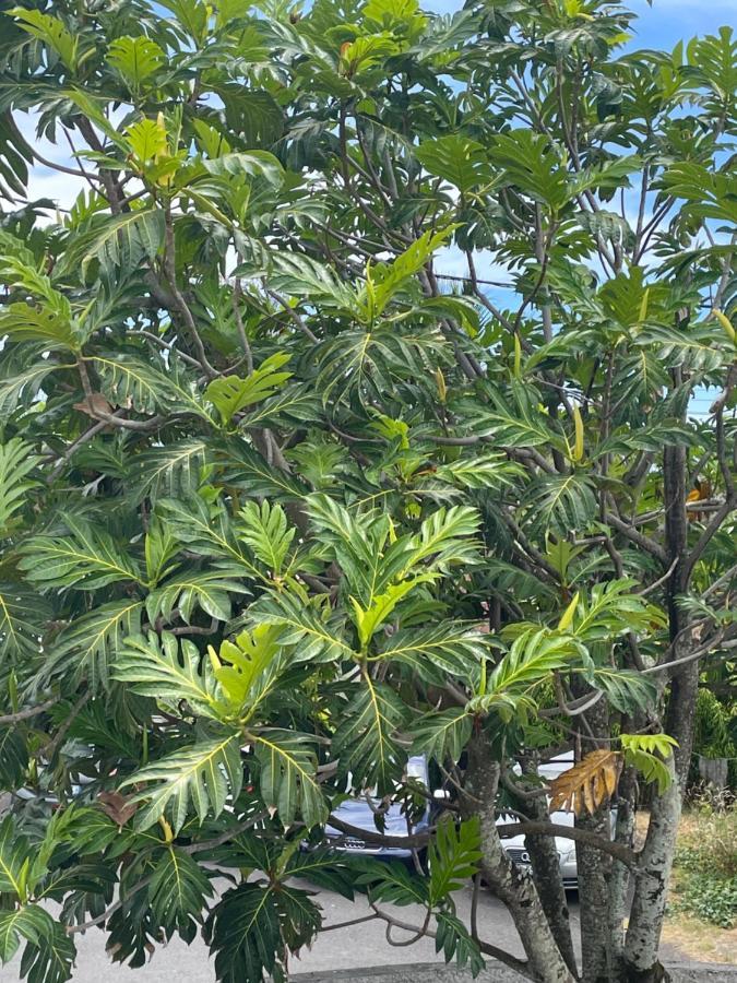 Отель Arbre A Pain Bras-Panon Экстерьер фото